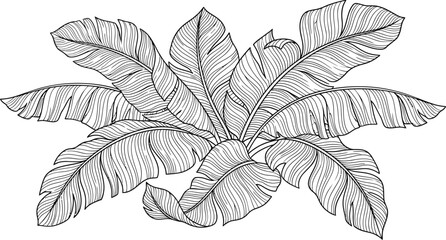 Exotic Banana Leaves Illustration - Botanical Line Art Drawing © rahmad