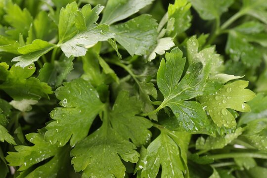 Fresh wet parsley as background, closeup view
