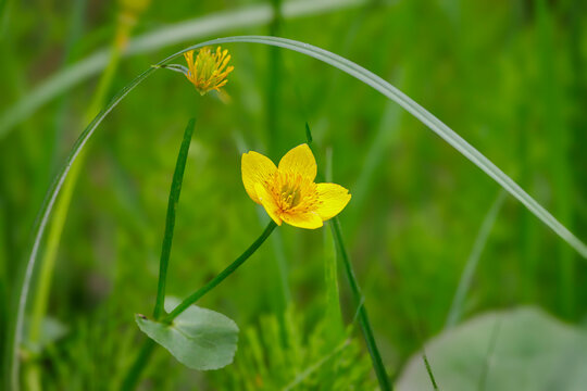 Marsh marigold, a native Saskatchewan wildflower.