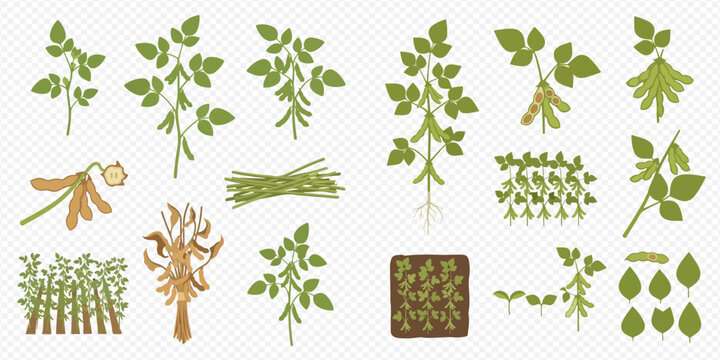 Soybean plant growth stages and products vector illustration set.