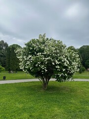 Fototapeta premium Beautiful blossoming shrub growing on green lawn in park