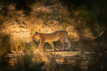 Lion cub walking through dry grassland © Dewald