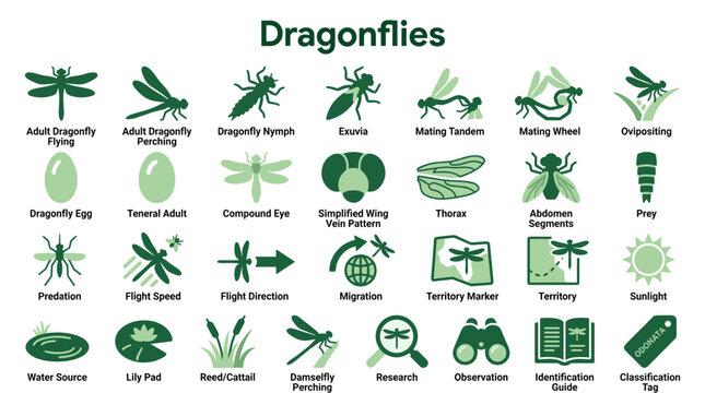 Dragonfly anatomy and life cycle illustration with icons representing flight, habitat, and behaviors