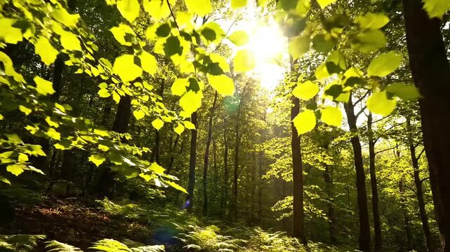 Sunlight filters through lush green leaves in a serene forest.