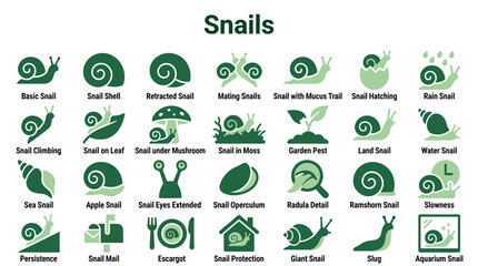 Collection of snail illustrations and icons representing different species and actions in a clean, modern graphic style © Iconique Studio