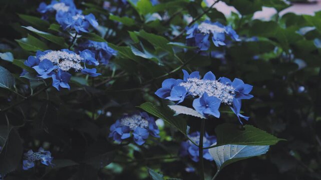 【高幡不動尊あじさいまつり】雨に濡れる美しい青いガクアジサイのクローズアップ