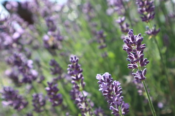 Fototapeta premium Purple blooming calming lavender