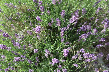 Obraz premium Purple blooming calming lavender