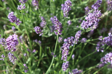 Fototapeta premium Purple blooming calming lavender