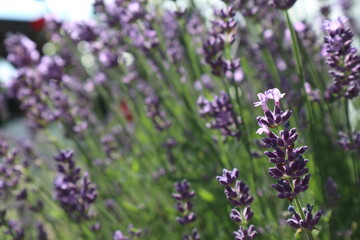 Obraz premium Purple blooming calming lavender
