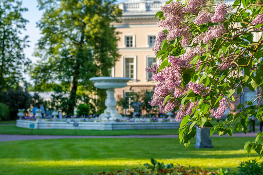 Private garden of Catherine park in summer, Tsarskoe Selo (Pushkin), Saint Petersburg, Russia