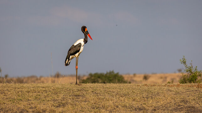 Saddle-billed stork standing in arid savanna landscape