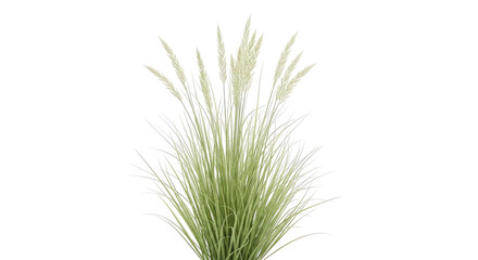 Obraz premium Tall pampas grass plumes on black tall grass