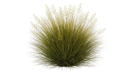 Fototapeta premium Tall ornamental grass with feathery seed heads