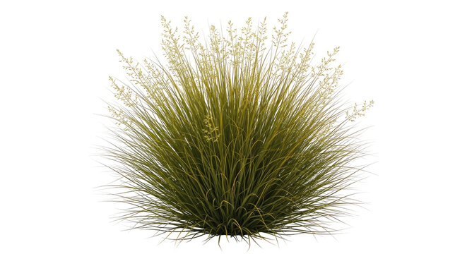 Tall ornamental grass with feathery seed heads