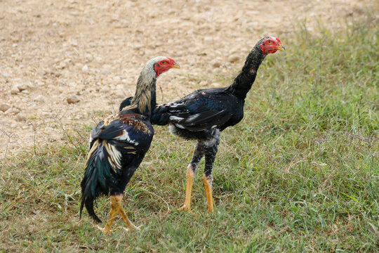 Majestic shamo rooster with erect posture and long neck standing proud on the farm