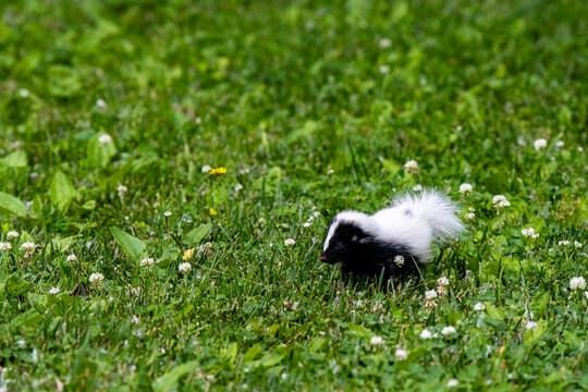 Baby Skunk Foraging in Green Grass and White Clover Flowers - Cute Wild Baby Animal Outdoors