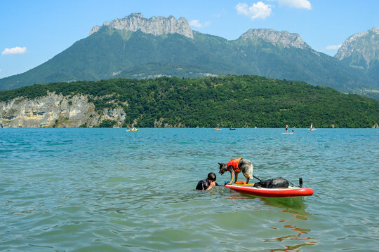Chien sauveteur sur une planche de surf sur le lac d'Annecy