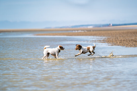Deux chiens courent l'un vers l'autre et jouent sur la plage