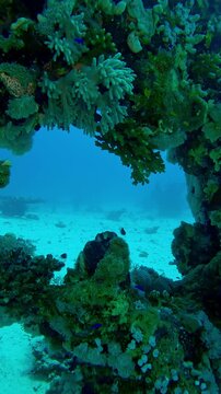 Vertical video, Unusual corals shape on coral reef, Slow motion approaching to the unique shaped coral formation, Сoncept of unique natural formations underwater, Underwater marine life in the oceans