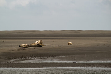 Groupe de phoques sur les plages de Berck dans le nord de la France © Joachim Beauvilain