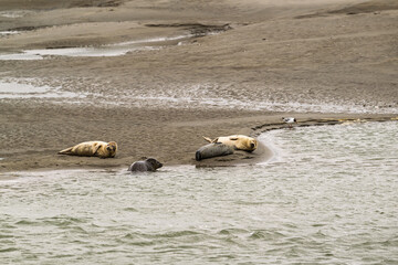 Groupe de phoques sur les plages de Berck dans le nord de la France © Joachim Beauvilain