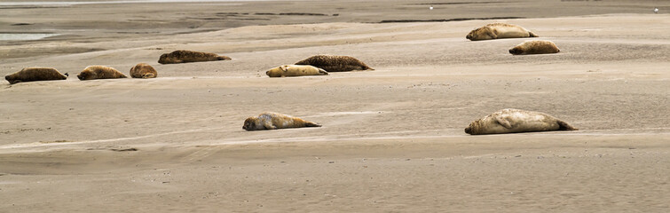 Groupe de phoques sur les plages de Berck dans le nord de la France © Joachim Beauvilain