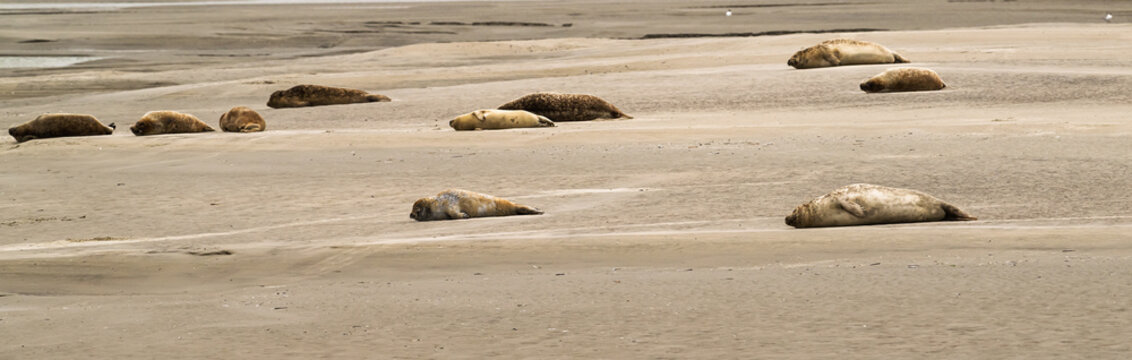 Groupe de phoques sur les plages de Berck dans le nord de la France