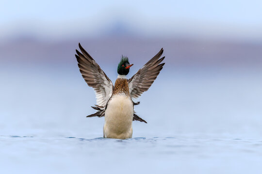 Red breasted merganser in courtship display