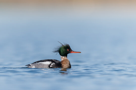 Red breasted merganser swimming in blue water
