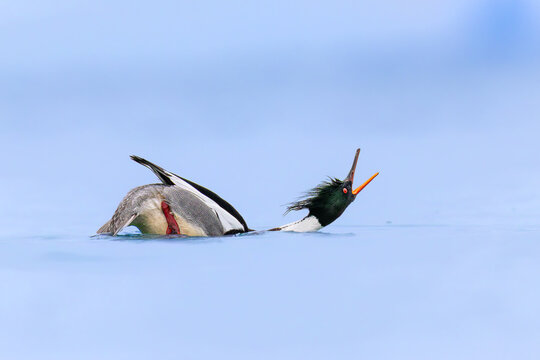 Red breasted merganser in courtship display