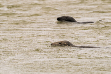 Deux phoques dans l'eau sur les plages de Berck dans le nord de la France © Joachim Beauvilain