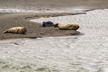 Groupe de phoques sur les plages de Berck dans le nord de la France © Joachim Beauvilain