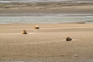 Groupe de phoques sur les plages de Berck dans le nord de la France © Joachim Beauvilain