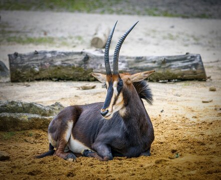 Close-up photo of a roan antelope, a species that has become very rare.