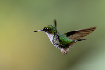 Fototapeta premium Colibri haut-de-chausses à palettes équatorien en vol stationnaire en Amérique du Sud