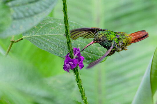 Colibri ariane &agrave; ventre gris &eacute;quatorien butine une fleur couleur fuchsia en Am&eacute;rique du Sud