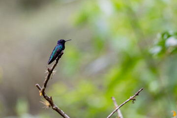 Fototapeta premium Colibri jacobin équatorien regarde vers la droite en Amérique du Sud