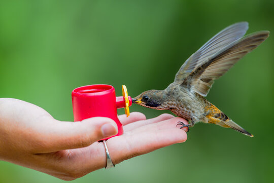 Colibri de delphine &eacute;quatorien boit dans la main d'un humain en Am&eacute;rique du Sud