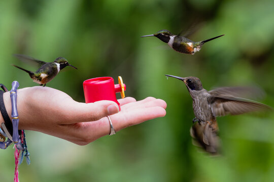 Groupe de trois colibris de mitchell &eacute;quatoriens en vol stationnaire au-dessus d'une mangeoire en Am&eacute;rique du Sud