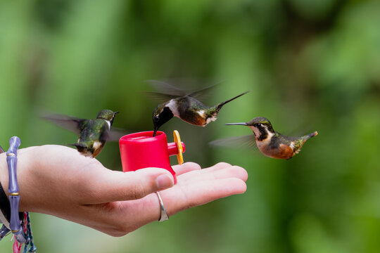 Groupe de trois colibris de mitchell &eacute;quatoriens en vol stationnaire au-dessus d'une mangeoire en Am&eacute;rique du Sud