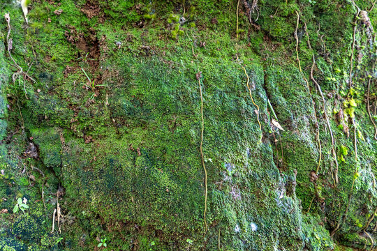 Full frame texture of vibrant green moss growing on a stone wall with small roots.