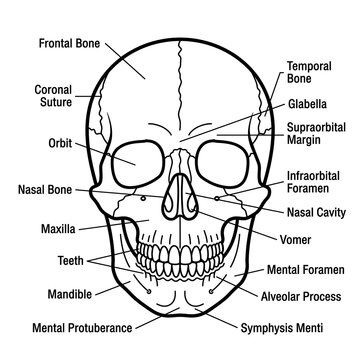 Labeled diagram of human facial bones anatomy.