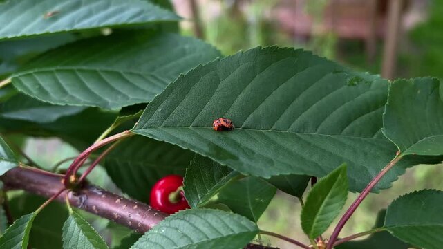  Ladybug pupa on a green leaf of a cherry tree branch