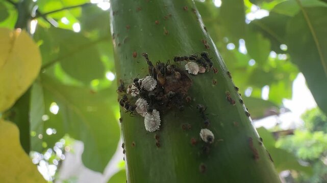 Macro of black ants and mealybugs on green plant stem in nature