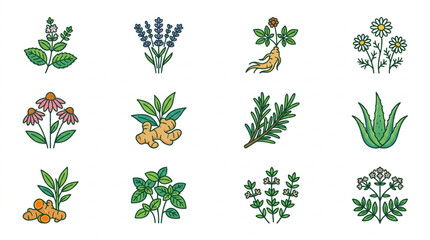 Collection of Various Medicinal Herbs and Plants Illustrated. © yuno