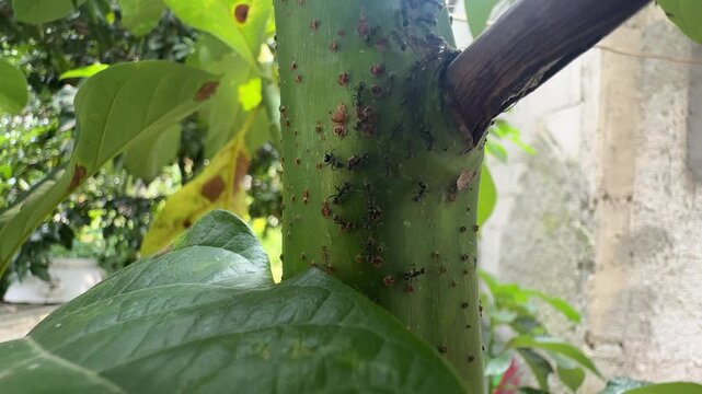 Macro shot of ants crawling on a green avocado tree trunk