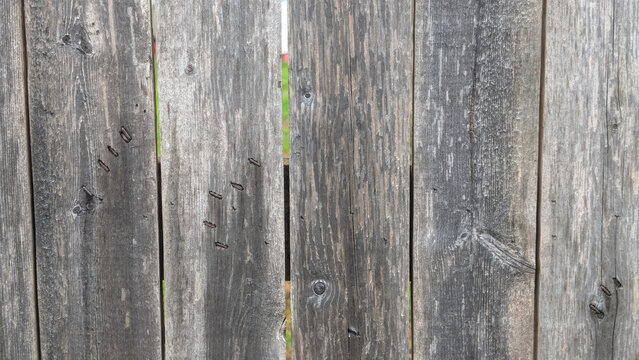 Weathered gray wooden fence with visible nails and grain texture, background