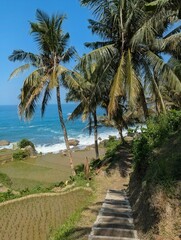 Fototapeta premium Lush Tropical Coconut Palms Overlooking Terraced Rice Paddies and Azure Ocean Waves