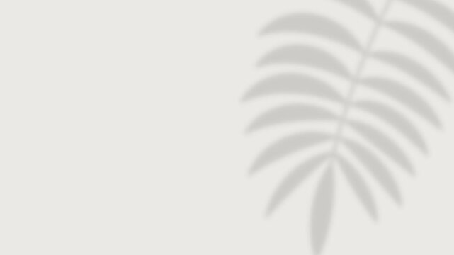 Tropical palm leaf shadow on the right side with copy space on white background